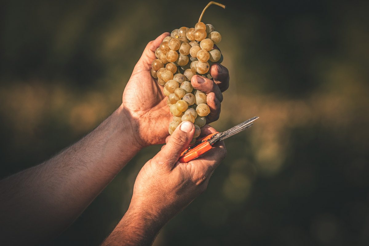 il moscato d'Asti
